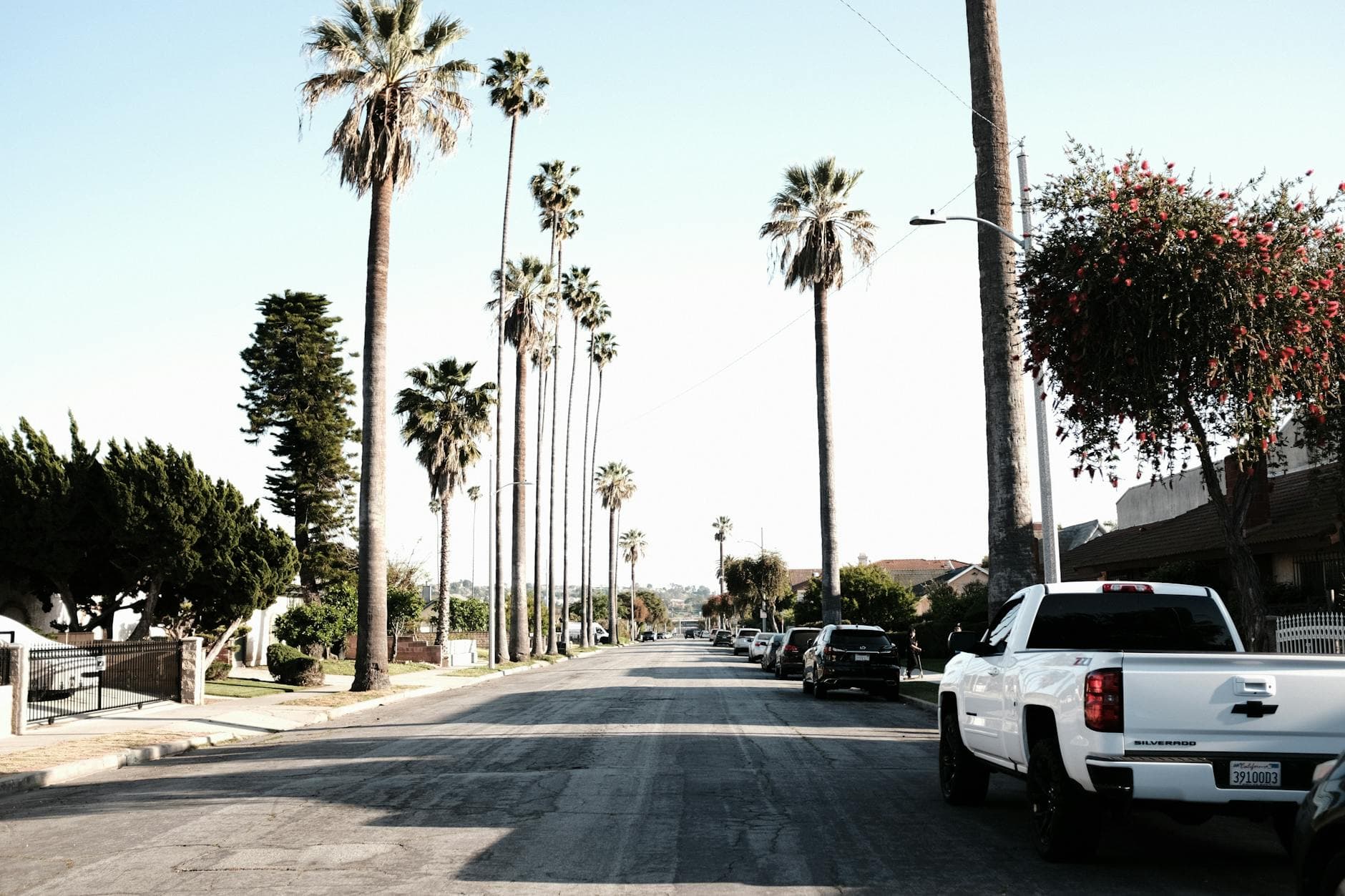 Sunny day on a Los Angeles street lined with palm trees and parked cars.